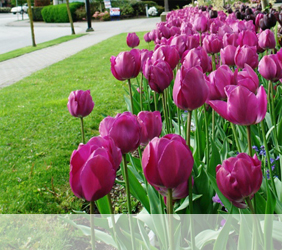 Entretien des espaces verts